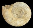 Perisphinctes Ammonite - Jurassic #54258-1